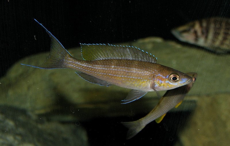 Paracyprichromis brieni 'Lusingu'